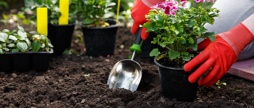 Hands putting flowered plant and soil into a pot