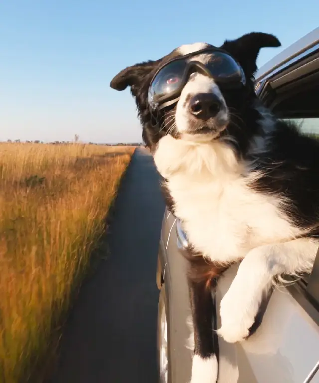 A dog wearing goggles leaning out of a car window.